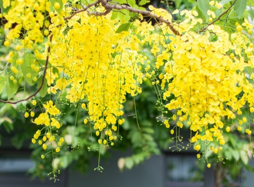 Hoa muồng Hoàng yến tại Ecogarden